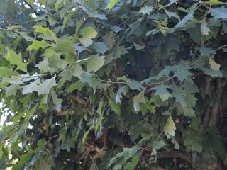 Quercus palustris HT