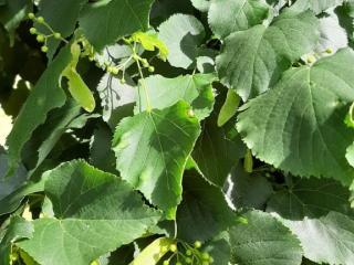 Tilia cordata HT