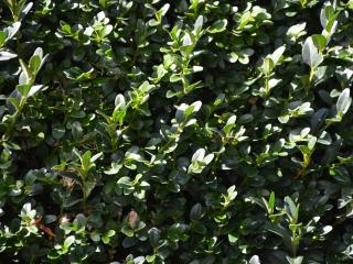 Buxus sempervirens
