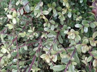 Ilex crenata 'Dark Green'