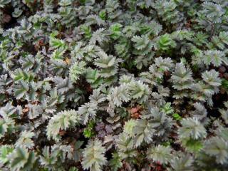 Acaena saccaticulpa 'Blue Haze'