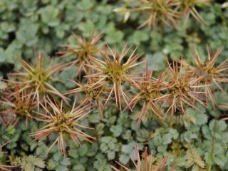 Acaena magellanica (glaucophylla)