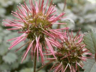 Acaena microphylla