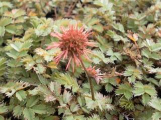 Acaena microphylla 'Dichte Matte'