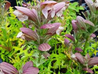 Acanthus hungaricus