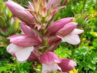 Acanthus hungaricus 'White Lips'