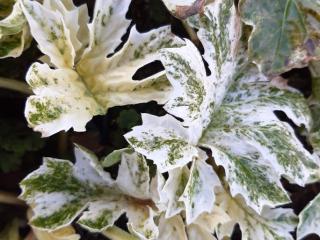 Acanthus hybride 'Whitewater' ®