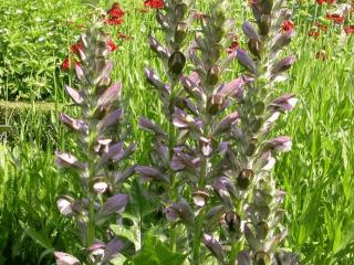 Acanthus mollis