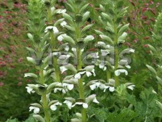 Acanthus mollis 'Jeff Albus'