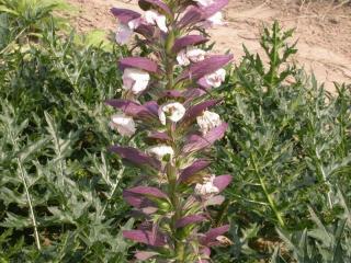 Acanthus spinosus