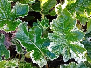 Acanthus 'Snow Storm'