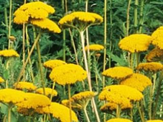 Achillea filipendulina 'Cloth of Gold'