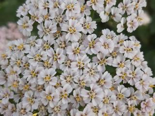 Achillea filipendulina 'Heinrich Vogeler'