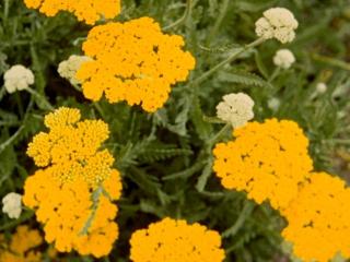 Achillea filipendulina 'Parker's Variety'