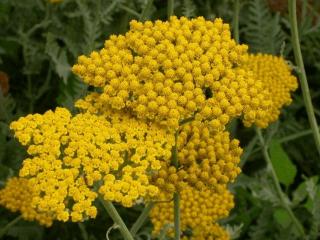 Achillea hybride 'Coronation Gold'