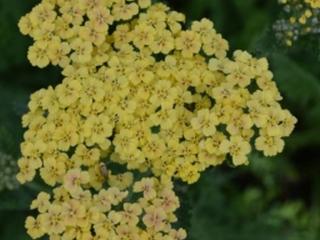 Achillea hybride 'Credo'