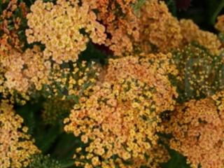 Achillea hybride 'Hannelore Pahl'