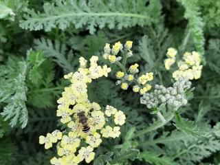 Achillea hybride 'Hannelore Pahl'