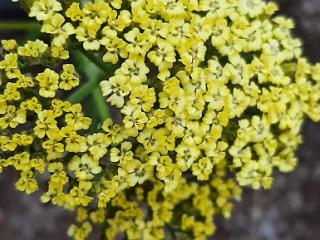 Achillea hybride 'Hymne'