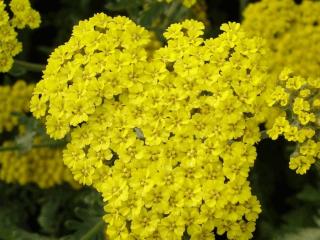 Achillea hybride 'Moonshine'