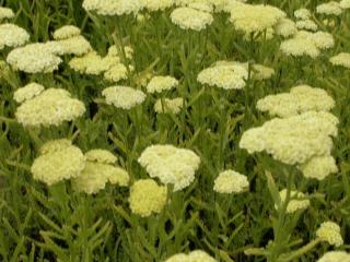 Achillea hybride 'Taygetea'