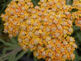 Achillea hybride 'Terracotta'