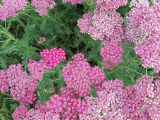 Achillea hybride 'Velour'