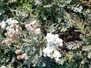 Achillea kellereri
