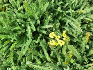 Achillea lewisii 'King Edward'