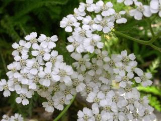 Achillea millefolium