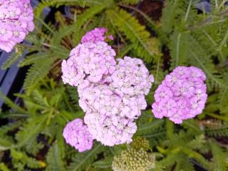 Achillea millefolium 'Apple Blossom'
