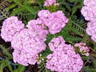Achillea millefolium 'Apfelblüte'