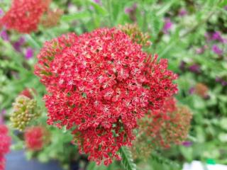 Achillea millefolium 'Belle Epoque'