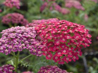 Achillea millefolium 'Christel'