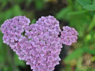 Achillea millefolium 'Cassis'