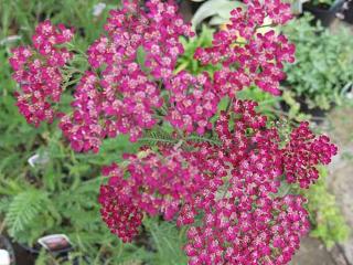 Achillea millefolium 'Cerise Queen'