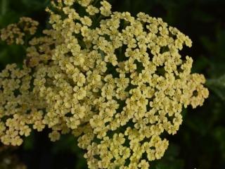 Achillea millefolium 'Hoffnung'