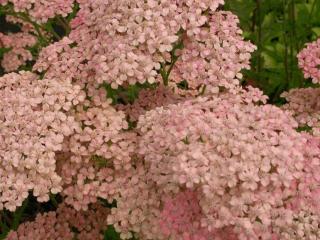 Achillea millefolium 'Lachsschönheit'