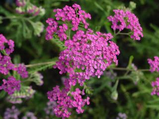 Achillea millefolium 'Lilac Beauty'