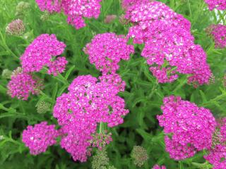 Achillea millefolium 'Pretty Belinda' ®