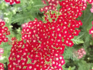 Achillea millefolium 'Petra'