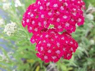 Achillea millefolium 'Pink Grapefruit'