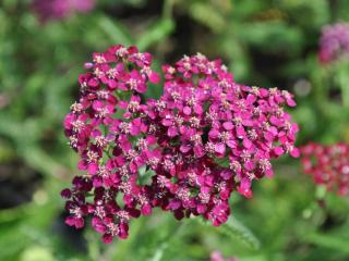 Achillea millefolium 'Sammetriese'