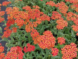 Achillea millefolium 'Safran'