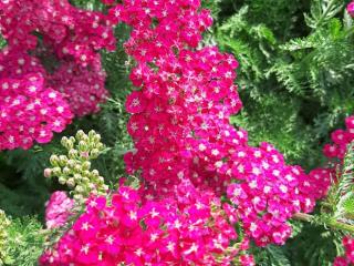 Achillea millefolium 'Saucy Seduction'