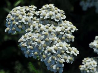 Achillea millefolium 'Schneetaler'