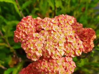 Achillea millefolium 'Summerpastels'