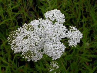 Achillea millefolium 'White Beauty'