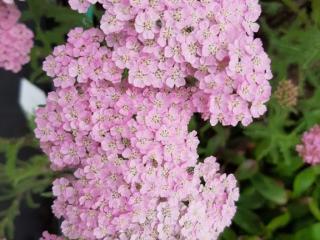 Achillea millefolium 'Wonderful Wampee' ®