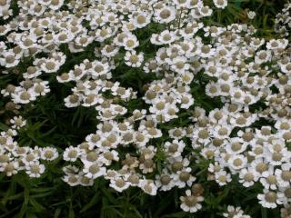 Achillea ptarmica 'Nana Compacta'